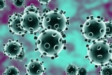 COVID-19: The older you are, the more antibodies you have
