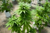 Asthma Rates Rise for High School Students Using Cannabis
