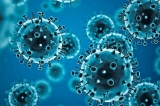 A new tool for studying COVID’s impact on gut health