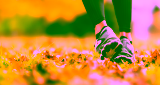 The 70 Percent Rule in Tai Chi Walking Explained